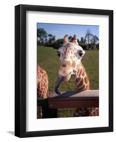 Premium Photographic Print, , large