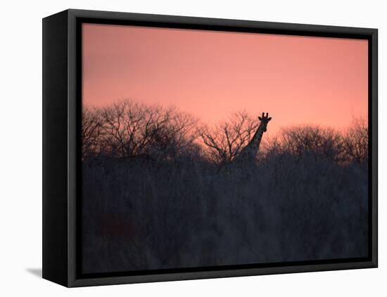 A Giraffe Peeks Out over Treetops at Sunset-Alex Saberi-Framed Stretched Canvas