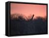 A Giraffe Peeks Out over Treetops at Sunset-Alex Saberi-Framed Stretched Canvas