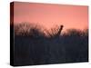 A Giraffe Peeks Out over Treetops at Sunset-Alex Saberi-Stretched Canvas