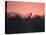 A Giraffe Peeks Out over Treetops at Sunset-Alex Saberi-Stretched Canvas