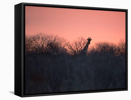 A Giraffe Peeks Out over Treetops at Sunset-Alex Saberi-Framed Stretched Canvas