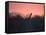 A Giraffe Peeks Out over Treetops at Sunset-Alex Saberi-Framed Stretched Canvas