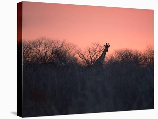 A Giraffe Peeks Out over Treetops at Sunset-Alex Saberi-Stretched Canvas