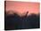 A Giraffe Peeks Out over Treetops at Sunset-Alex Saberi-Stretched Canvas
