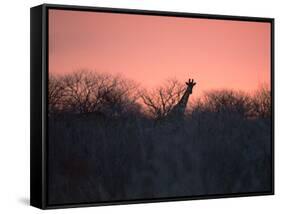 A Giraffe Peeks Out over Treetops at Sunset-Alex Saberi-Framed Stretched Canvas