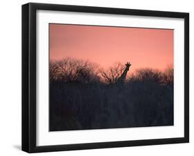 A Giraffe Peeks Out over Treetops at Sunset-Alex Saberi-Framed Photographic Print