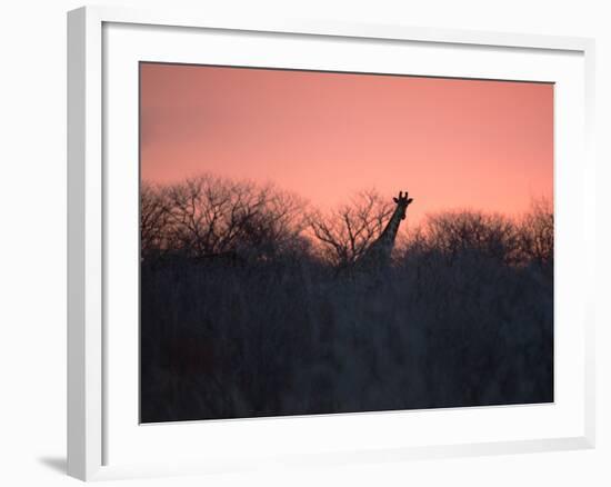 A Giraffe Peeks Out over Treetops at Sunset-Alex Saberi-Framed Photographic Print