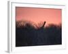 A Giraffe Peeks Out over Treetops at Sunset-Alex Saberi-Framed Photographic Print