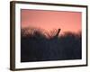 A Giraffe Peeks Out over Treetops at Sunset-Alex Saberi-Framed Photographic Print