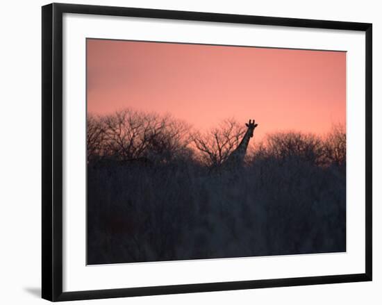 A Giraffe Peeks Out over Treetops at Sunset-Alex Saberi-Framed Photographic Print