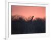 A Giraffe Peeks Out over Treetops at Sunset-Alex Saberi-Framed Photographic Print