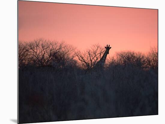A Giraffe Peeks Out over Treetops at Sunset-Alex Saberi-Mounted Photographic Print