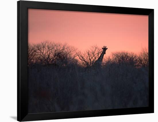 A Giraffe Peeks Out over Treetops at Sunset-Alex Saberi-Framed Photographic Print