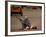 A Girl, 7, Sick with Fever, Lies on a Street-null-Framed Photographic Print