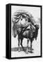 A Girl on a Camel Litter, Algeria, 1922-Crete-Framed Stretched Canvas