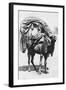 A Girl on a Camel Litter, Algeria, 1922-Crete-Framed Giclee Print