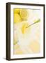 A Glass of Lemonade-Foodcollection-Framed Photographic Print