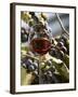 A Glass of Red Wine with Grapes in the Background-Karl Newedel-Framed Photographic Print