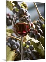 A Glass of Red Wine with Grapes in the Background-Karl Newedel-Mounted Photographic Print
