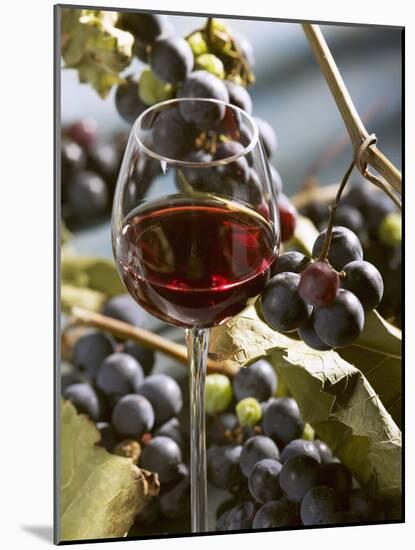 A Glass of Red Wine with Grapes in the Background-Karl Newedel-Mounted Photographic Print