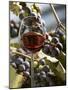 A Glass of Red Wine with Grapes in the Background-Karl Newedel-Mounted Photographic Print