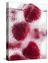 A Glass of Water with Raspberry Ice Cubes-Nadja Walger-Stretched Canvas