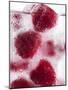 A Glass of Water with Raspberry Ice Cubes-Nadja Walger-Mounted Photographic Print