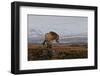 A gleam from the sun-Bragi Ingibergsson --Framed Photographic Print