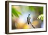 A Glittering-Throated Emerald Hummingbird, Amazilia Fimbriata, In Atlantic Rainforest-Alex Saberi-Framed Photographic Print