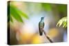 A Glittering-Throated Emerald Hummingbird, Amazilia Fimbriata, In Atlantic Rainforest-Alex Saberi-Stretched Canvas