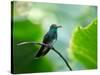 A Glittering-Throated Emerald Perching on Twig in Atlantic Rainforest, Brazil-Alex Saberi-Stretched Canvas