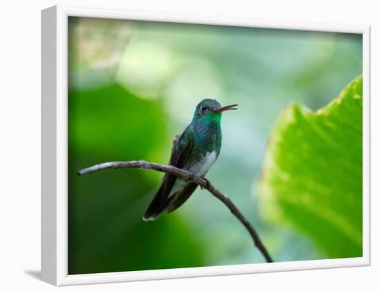 A Glittering-Throated Emerald Perching on Twig in Atlantic Rainforest, Brazil-Alex Saberi-Framed Photographic Print
