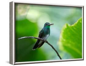 A Glittering-Throated Emerald Perching on Twig in Atlantic Rainforest, Brazil-Alex Saberi-Framed Photographic Print