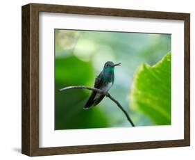 A Glittering-Throated Emerald Perching on Twig in Atlantic Rainforest, Brazil-Alex Saberi-Framed Photographic Print