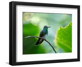 A Glittering-Throated Emerald Perching on Twig in Atlantic Rainforest, Brazil-Alex Saberi-Framed Photographic Print