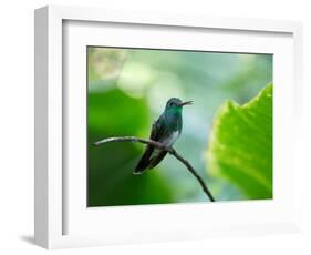 A Glittering-Throated Emerald Perching on Twig in Atlantic Rainforest, Brazil-Alex Saberi-Framed Photographic Print