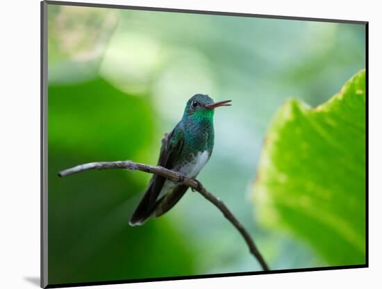 A Glittering-Throated Emerald Perching on Twig in Atlantic Rainforest, Brazil-Alex Saberi-Mounted Photographic Print