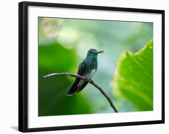 A Glittering-Throated Emerald Perching on Twig in Atlantic Rainforest, Brazil-Alex Saberi-Framed Photographic Print