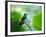 A Glittering-Throated Emerald Perching on Twig in Atlantic Rainforest, Brazil-Alex Saberi-Framed Photographic Print