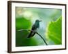 A Glittering-Throated Emerald Perching on Twig in Atlantic Rainforest, Brazil-Alex Saberi-Framed Photographic Print