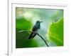 A Glittering-Throated Emerald Perching on Twig in Atlantic Rainforest, Brazil-Alex Saberi-Framed Photographic Print