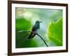 A Glittering-Throated Emerald Perching on Twig in Atlantic Rainforest, Brazil-Alex Saberi-Framed Photographic Print