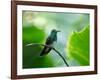 A Glittering-Throated Emerald Perching on Twig in Atlantic Rainforest, Brazil-Alex Saberi-Framed Photographic Print