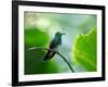 A Glittering-Throated Emerald Perching on Twig in Atlantic Rainforest, Brazil-Alex Saberi-Framed Photographic Print