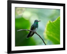 A Glittering-Throated Emerald Perching on Twig in Atlantic Rainforest, Brazil-Alex Saberi-Framed Photographic Print