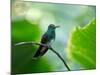 A Glittering-Throated Emerald Perching on Twig in Atlantic Rainforest, Brazil-Alex Saberi-Mounted Photographic Print