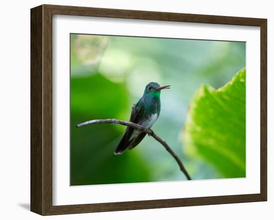 A Glittering-Throated Emerald Perching on Twig in Atlantic Rainforest, Brazil-Alex Saberi-Framed Photographic Print