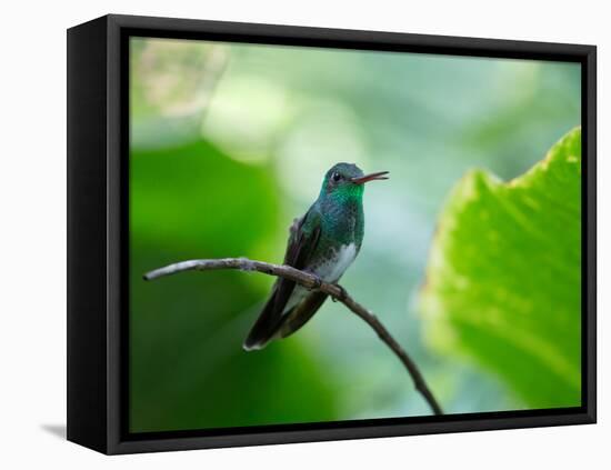 A Glittering-Throated Emerald Perching on Twig in Atlantic Rainforest, Brazil-Alex Saberi-Framed Stretched Canvas