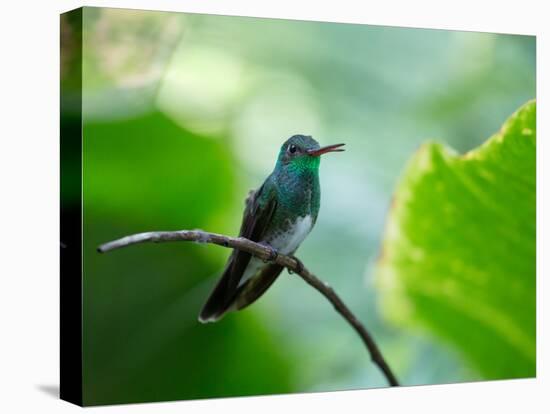 A Glittering-Throated Emerald Perching on Twig in Atlantic Rainforest, Brazil-Alex Saberi-Stretched Canvas